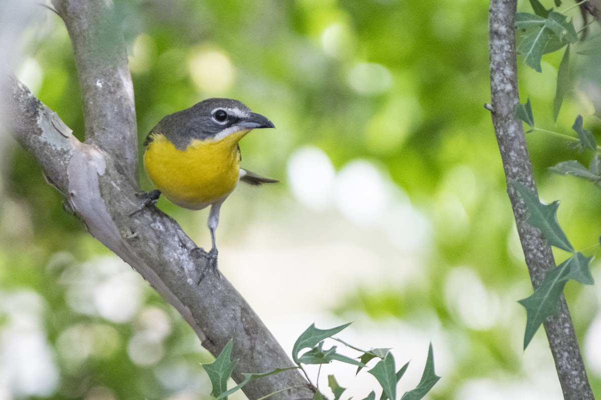 Yellow-breasted Chat - Bryan Calk