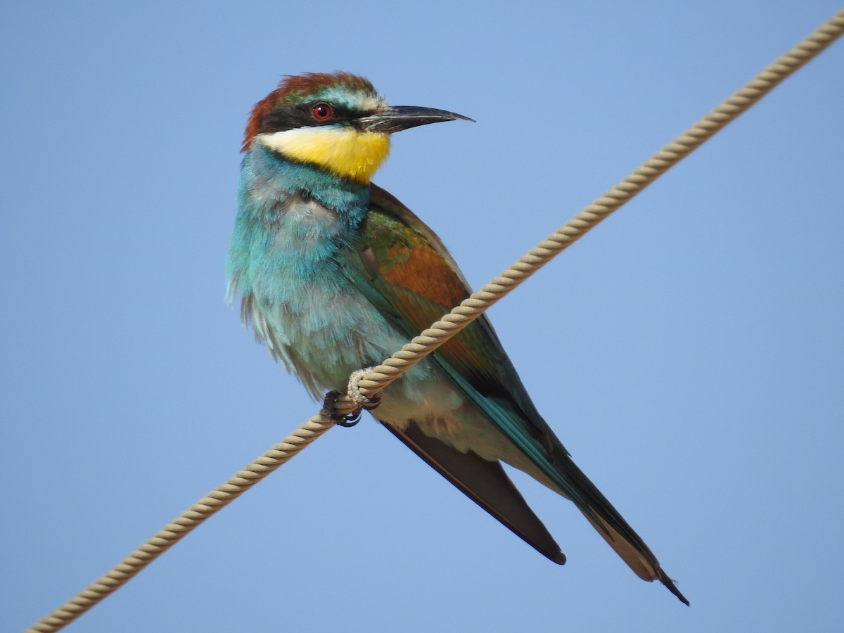 European Bee-eater - ML240322221