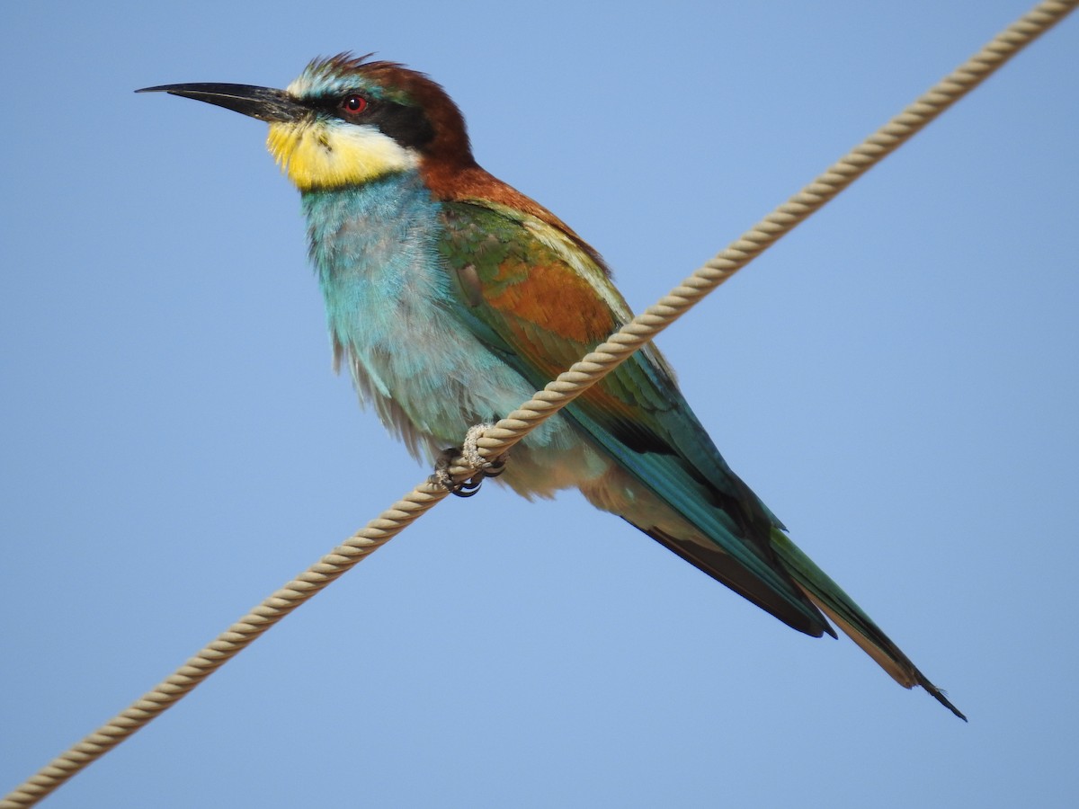 European Bee-eater - ML240322271