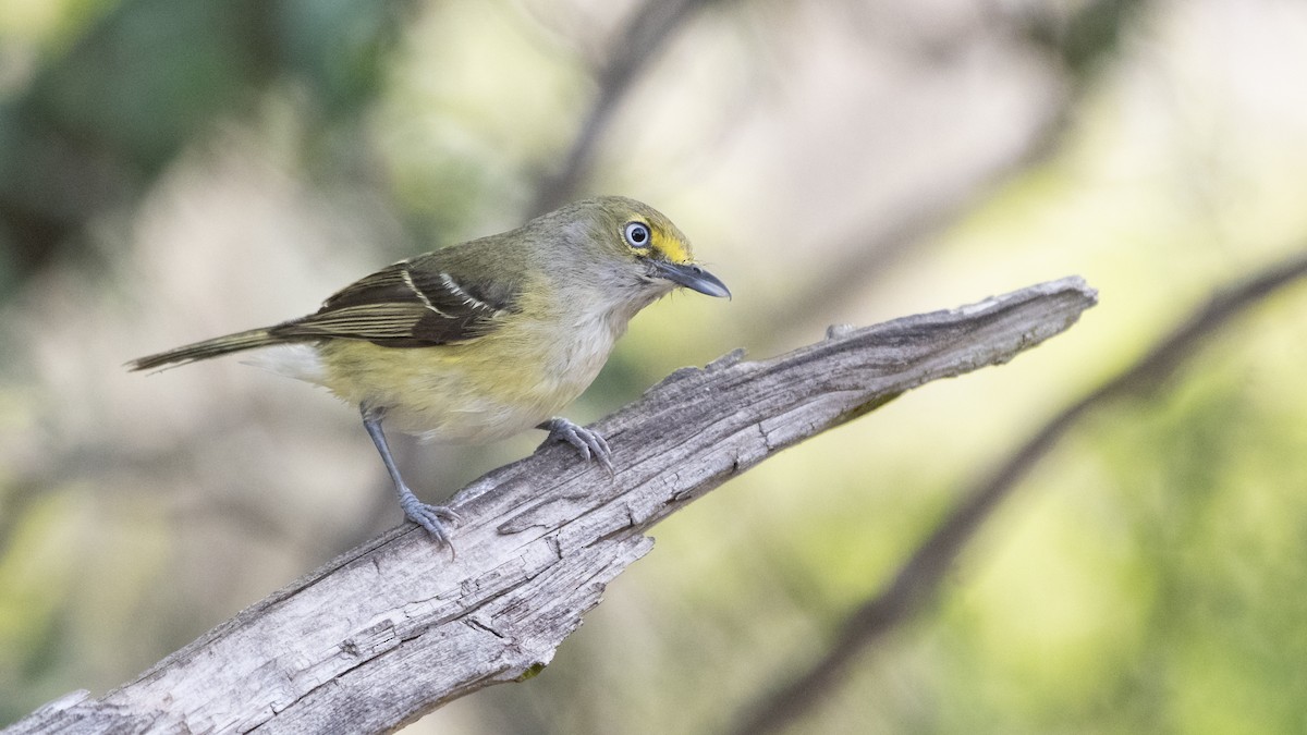 White-eyed Vireo - ML240322311