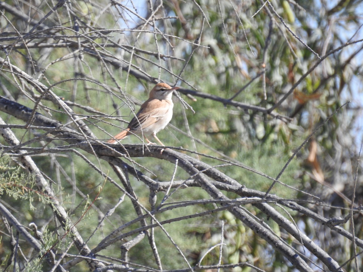 Rufous-tailed Scrub-Robin - ML240322431