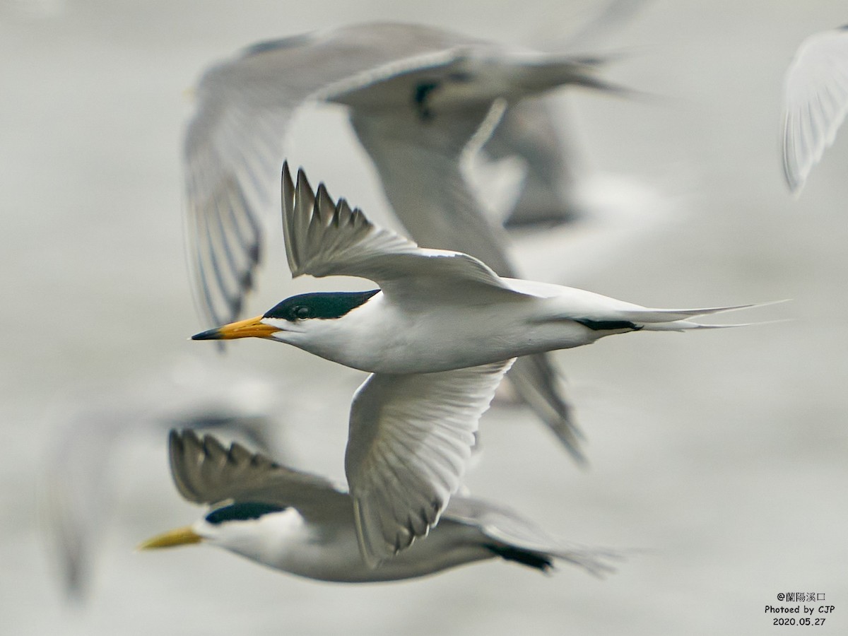 黑嘴端鳳頭燕鷗 - ML240322461