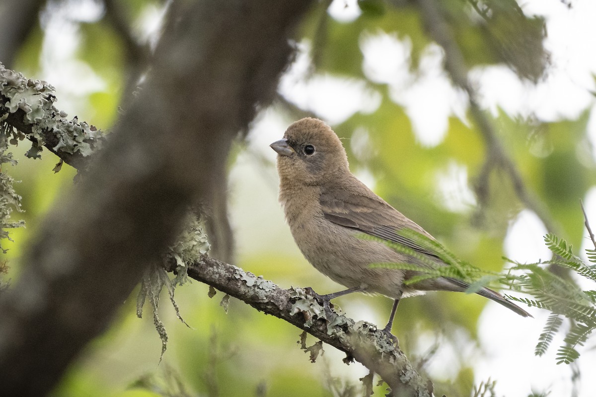 Varied Bunting - Bryan Calk