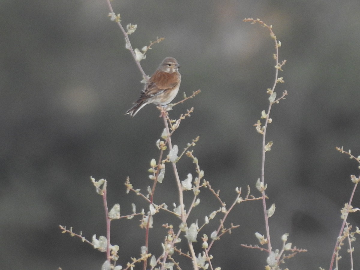 Eurasian Linnet - Uri Almog Gabay