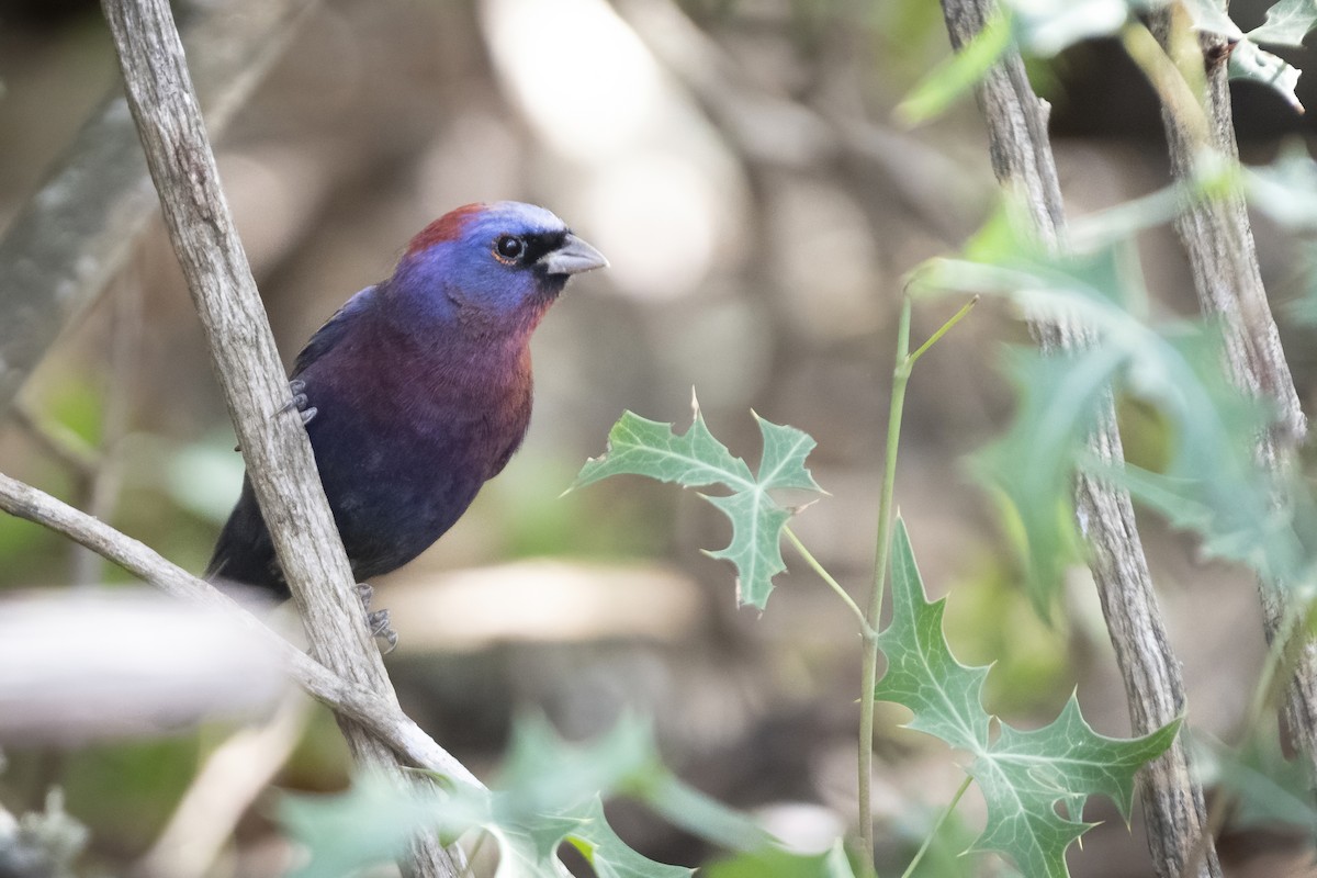 Varied Bunting - ML240322581