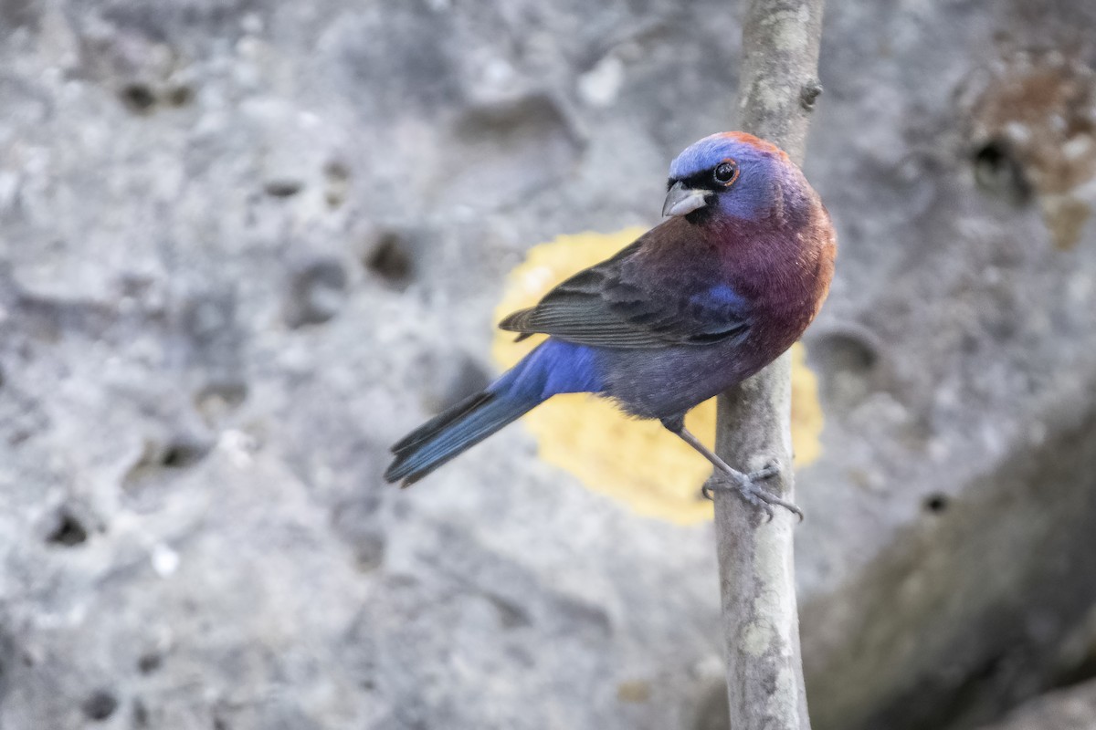 Varied Bunting - Bryan Calk