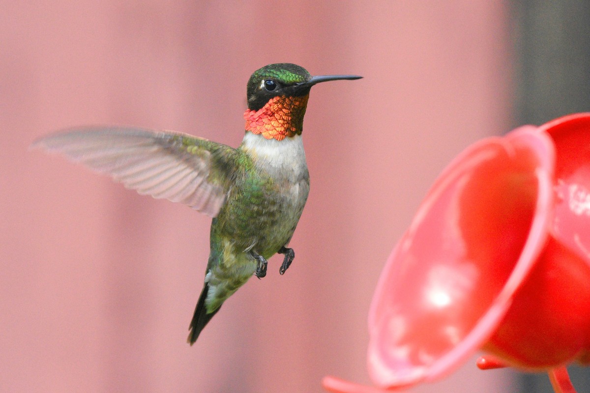 Ruby-throated Hummingbird - ML240324491