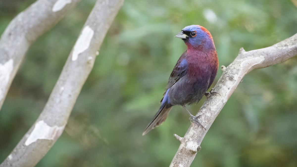 Varied Bunting - ML240324651