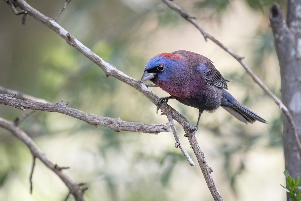 Varied Bunting - ML240324861