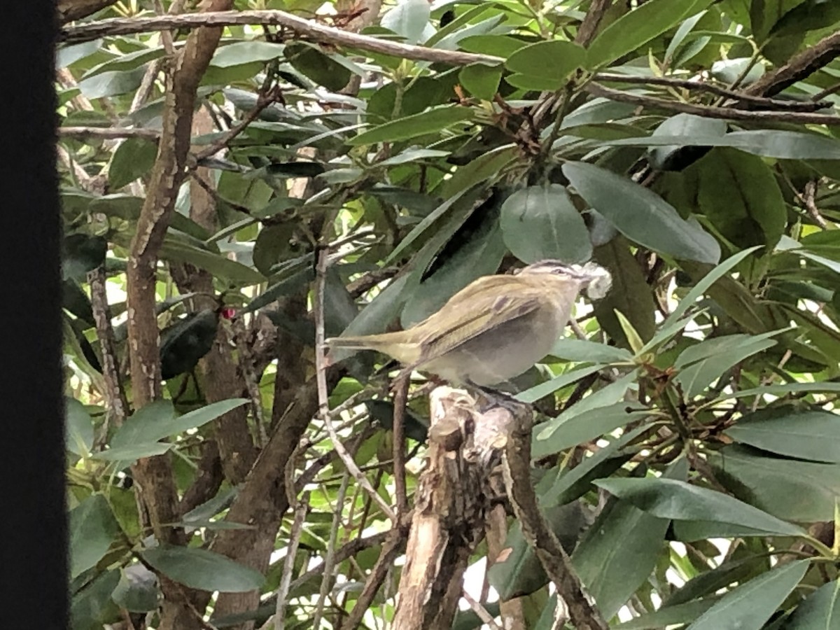 Red-eyed Vireo - ML240325541