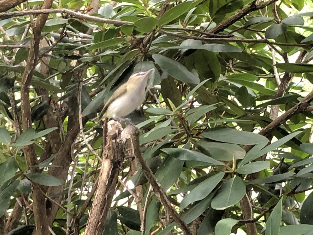 Red-eyed Vireo - ML240325551