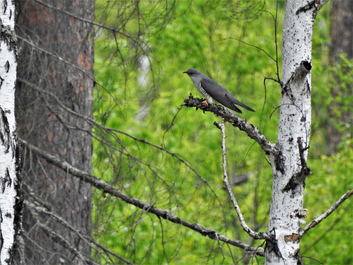 Common Cuckoo - Xeniya Volya