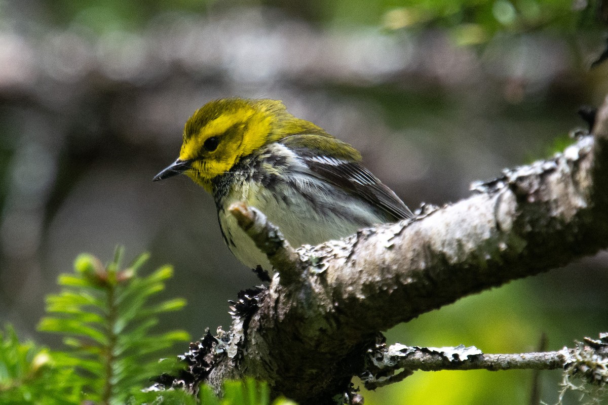 Black-throated Green Warbler - ML240326341