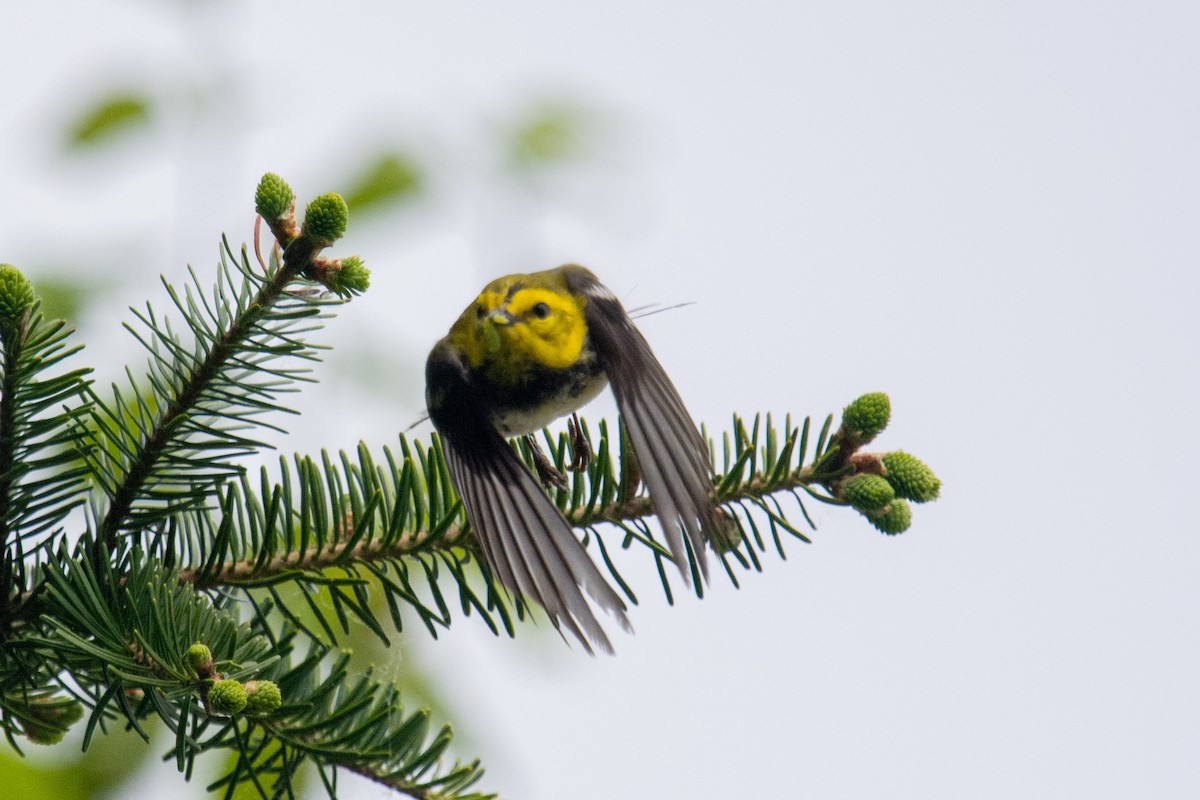 Black-throated Green Warbler - ML240326371