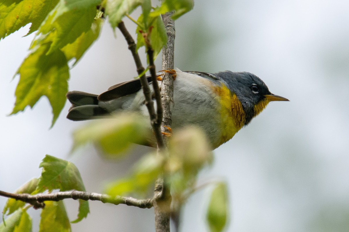 Northern Parula - ML240326461