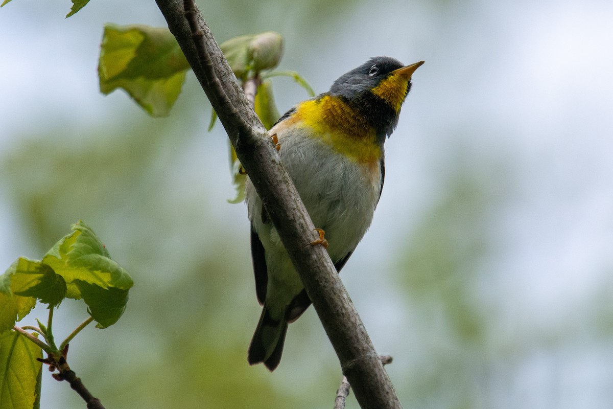 Northern Parula - ML240326511