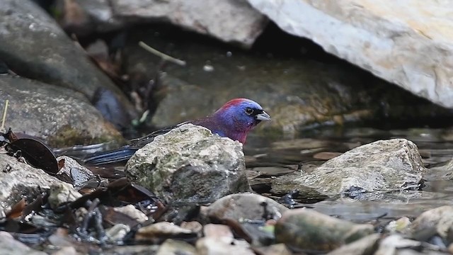 Varied Bunting - ML240327191