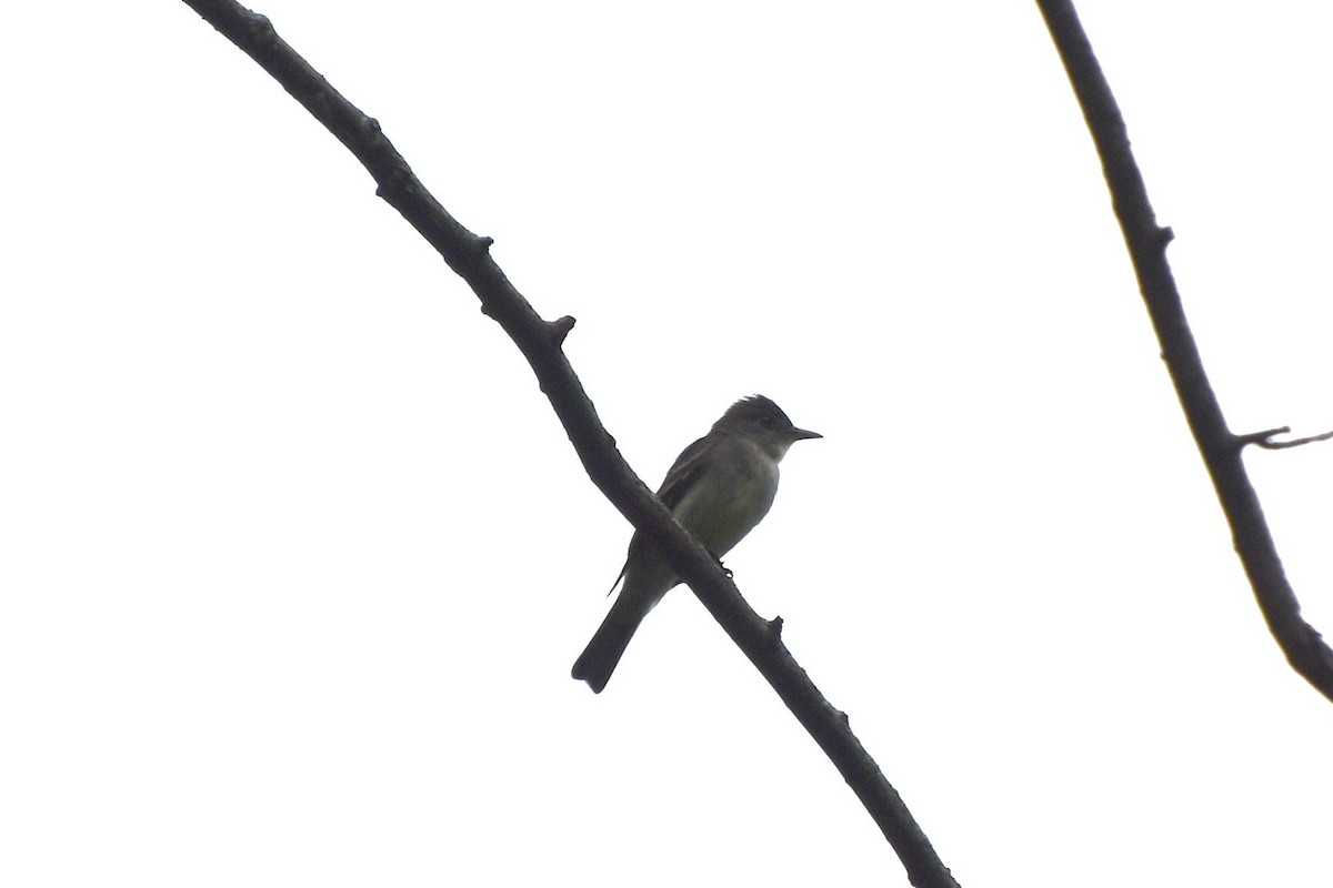 Eastern Wood-Pewee - ML240327941