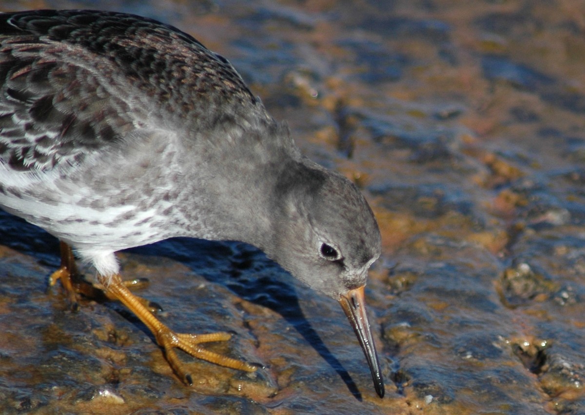 Purple Sandpiper - ML24033171