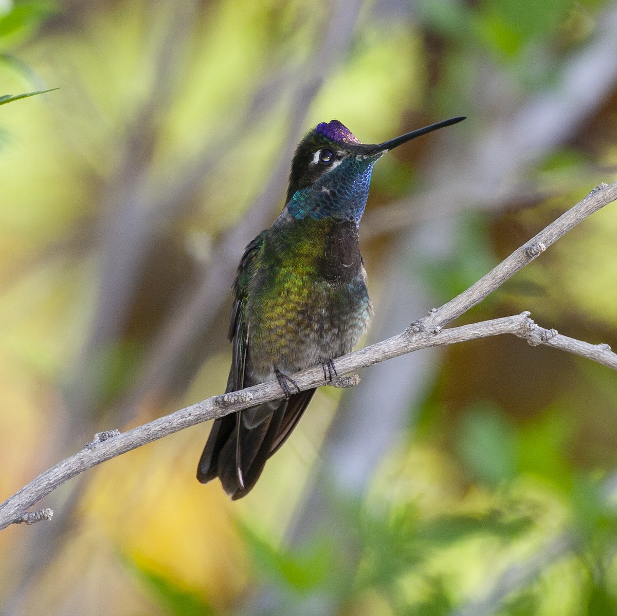 Rivoli's Hummingbird - ML240331991