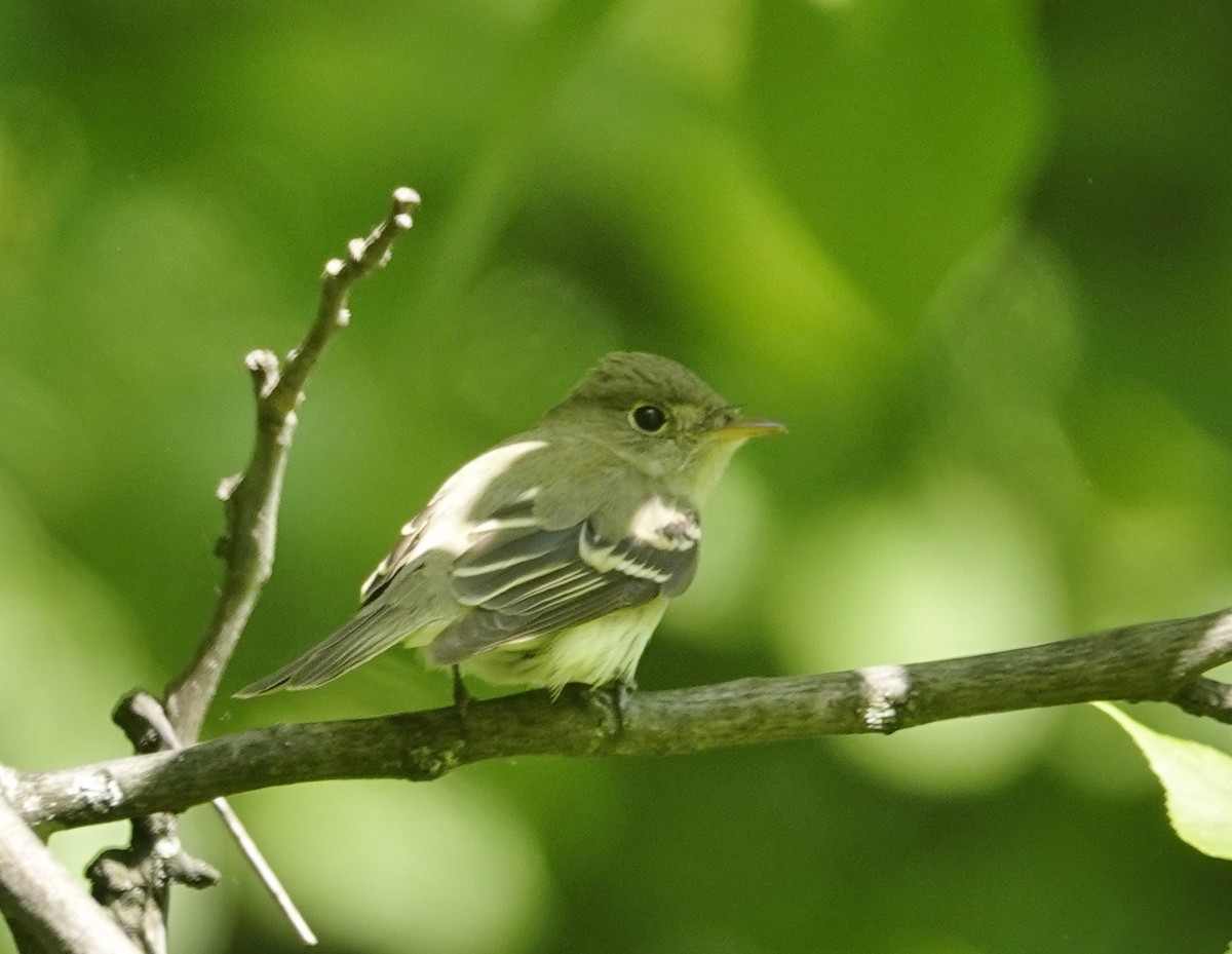 Acadian Flycatcher - ML240332171