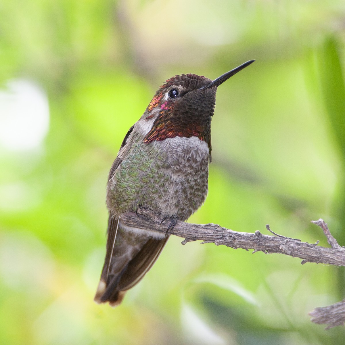 Anna's Hummingbird - ML240332191