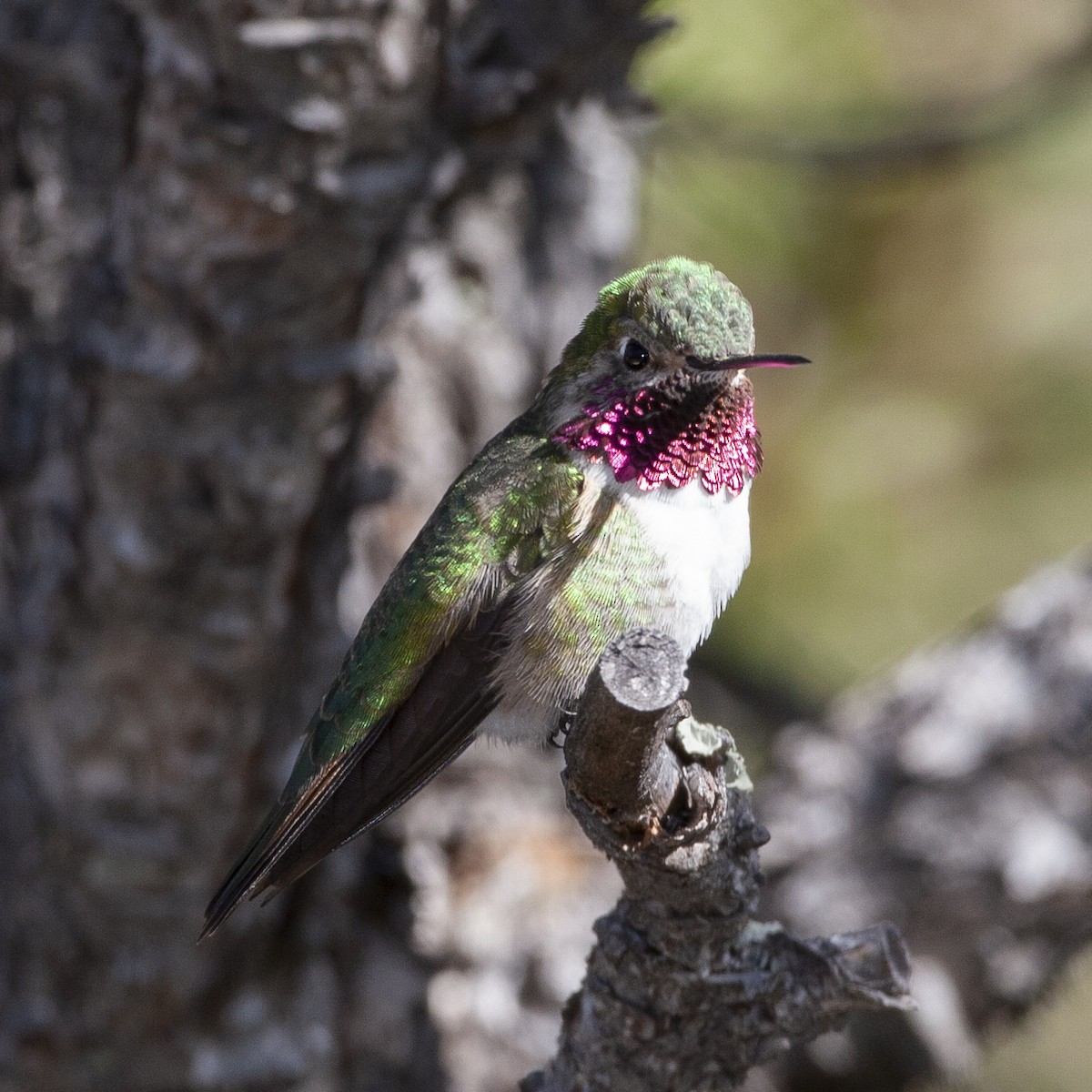 Geniş Kuyruklu Kolibri - ML240332251