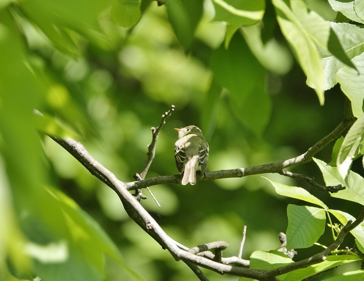 Acadian Flycatcher - ML240332301
