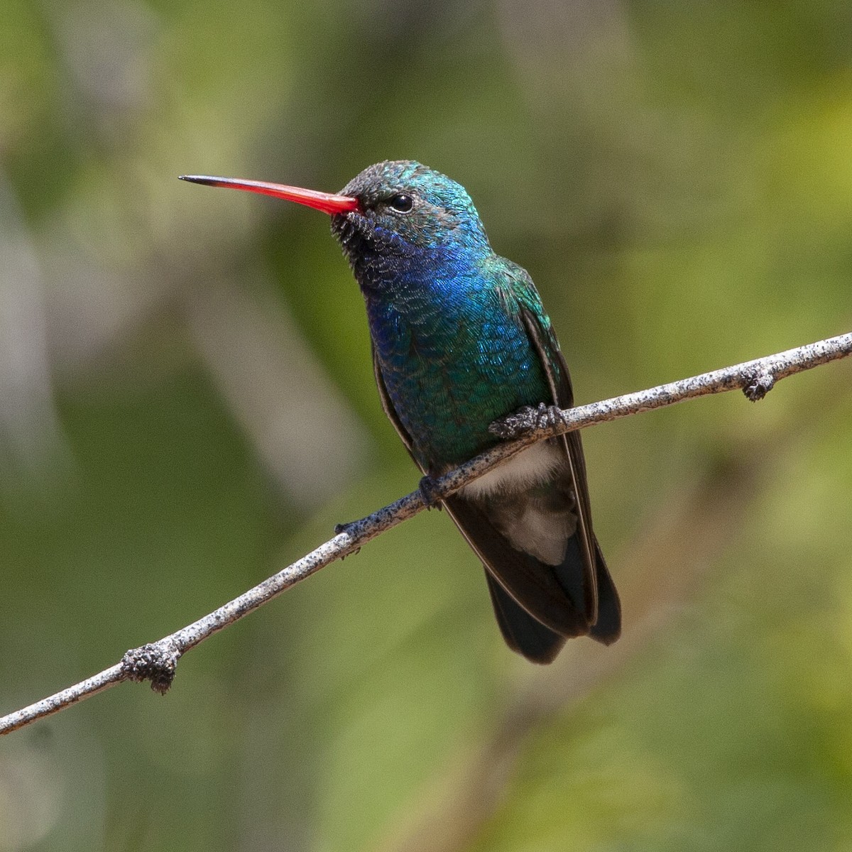 Broad-billed Hummingbird - ML240332351