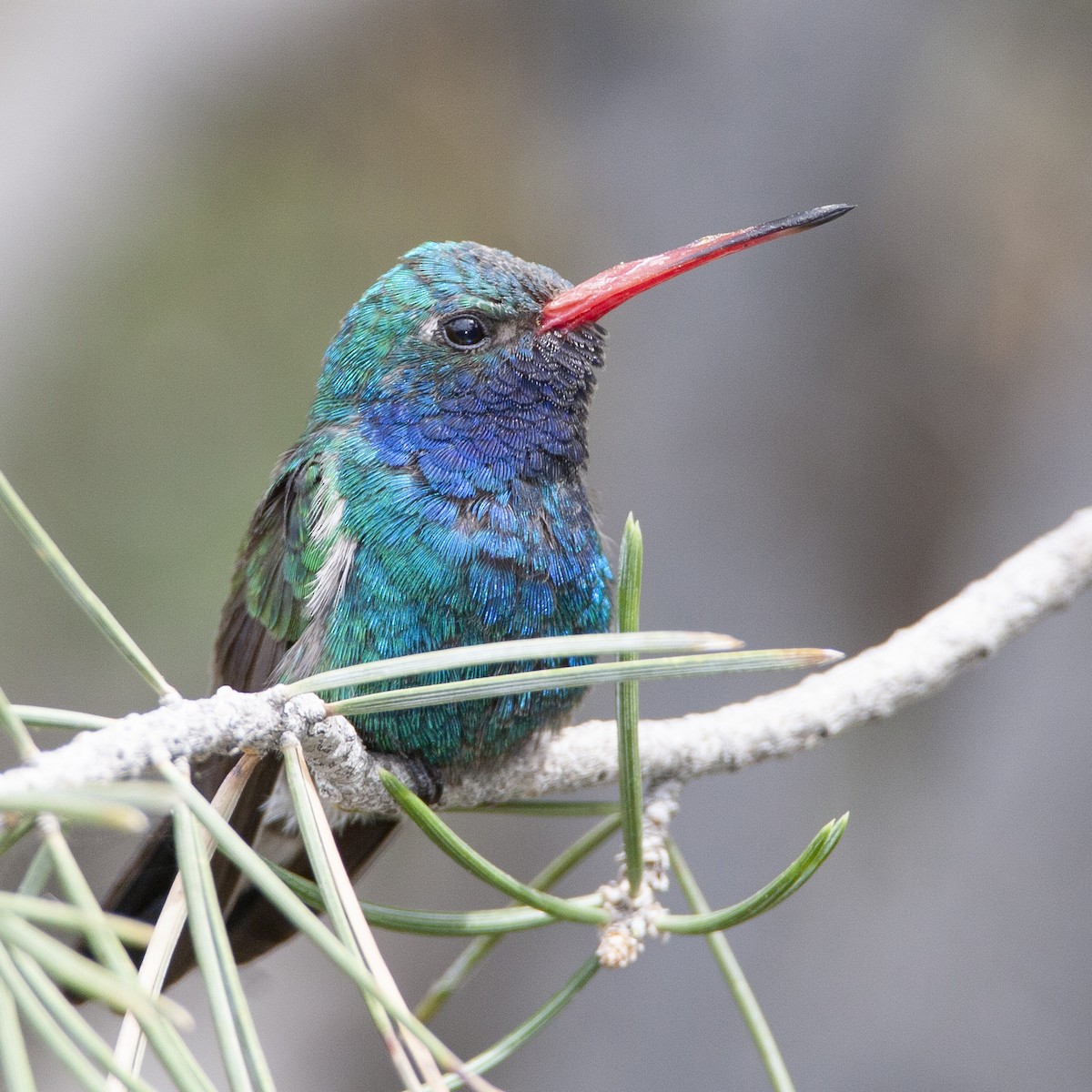 brednebbkolibri - ML240332361