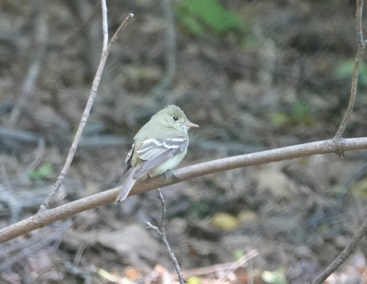 Acadian Flycatcher - ML240332441