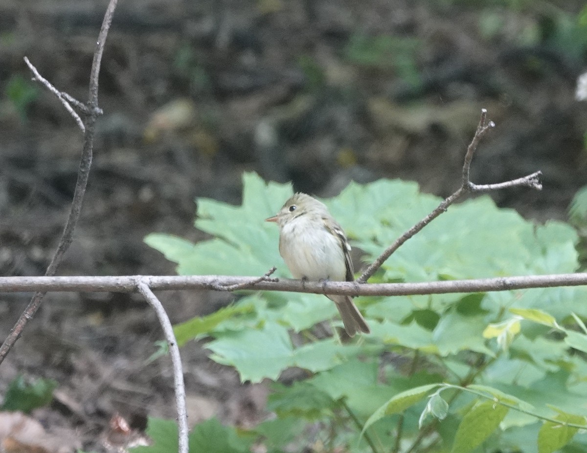 Acadian Flycatcher - ML240332551