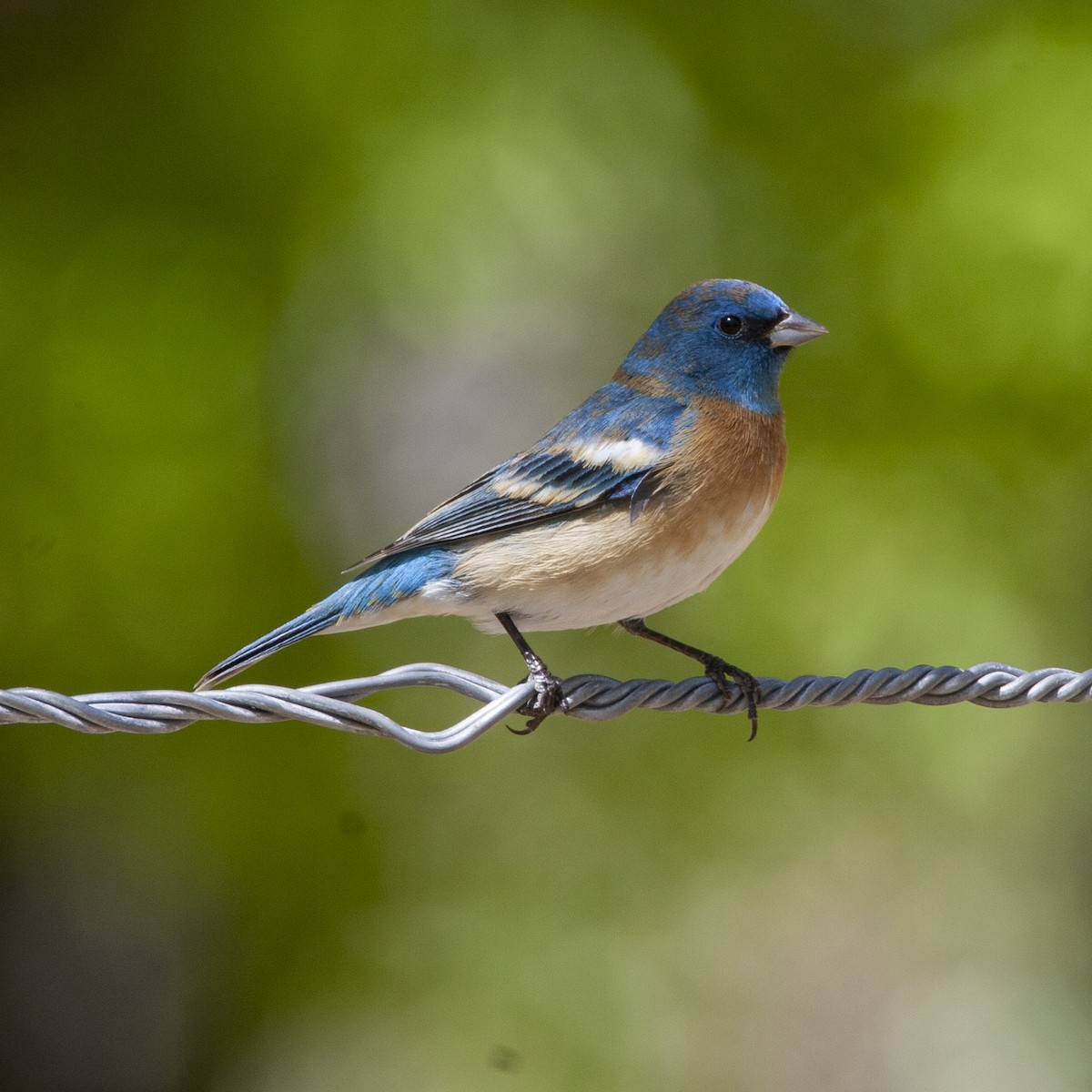 Lazuli Bunting - ML240332631