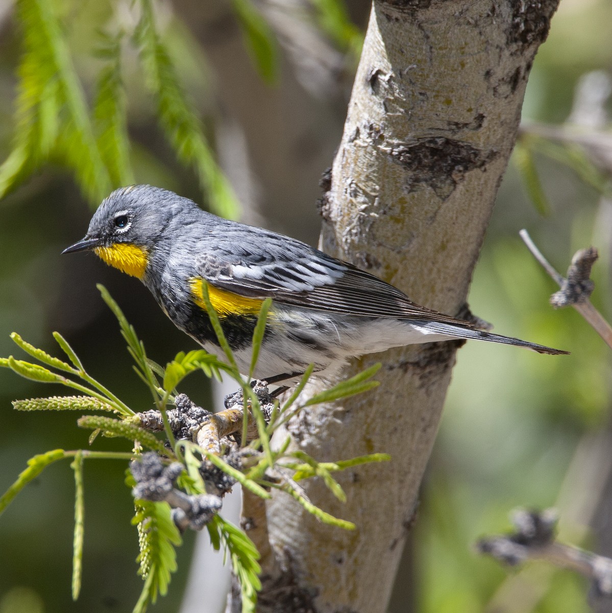 myrteparula (auduboni) (sitronstrupeparula) - ML240332901