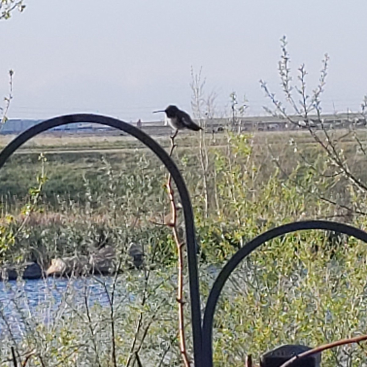 Broad-tailed Hummingbird - ML240332931