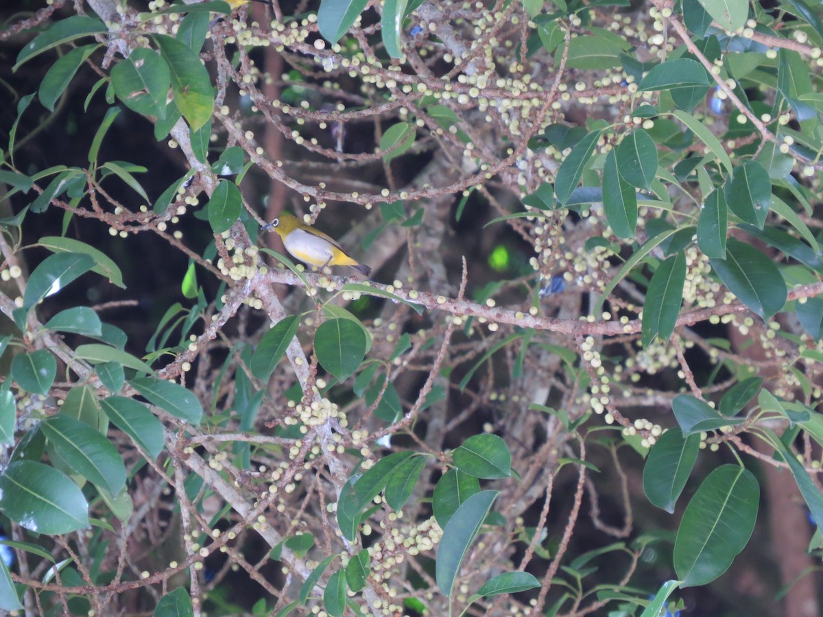 Hume's White-eye - ML24033331