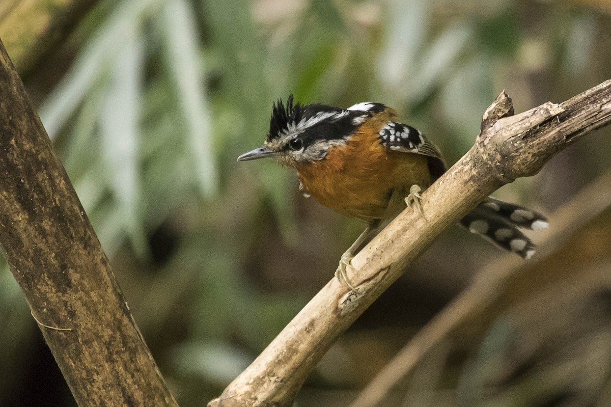 Bertoni's Antbird - Claudio SOUZA