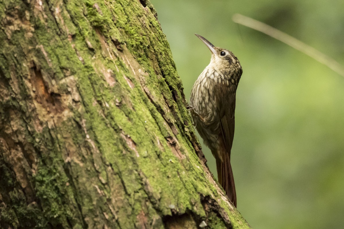 Lesser Woodcreeper - ML240334221