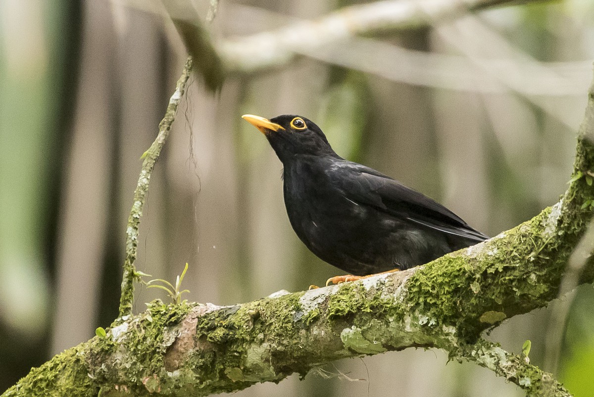 Yellow-legged Thrush - ML240334261