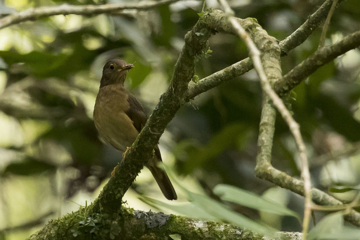 Yellow-legged Thrush - ML240334271