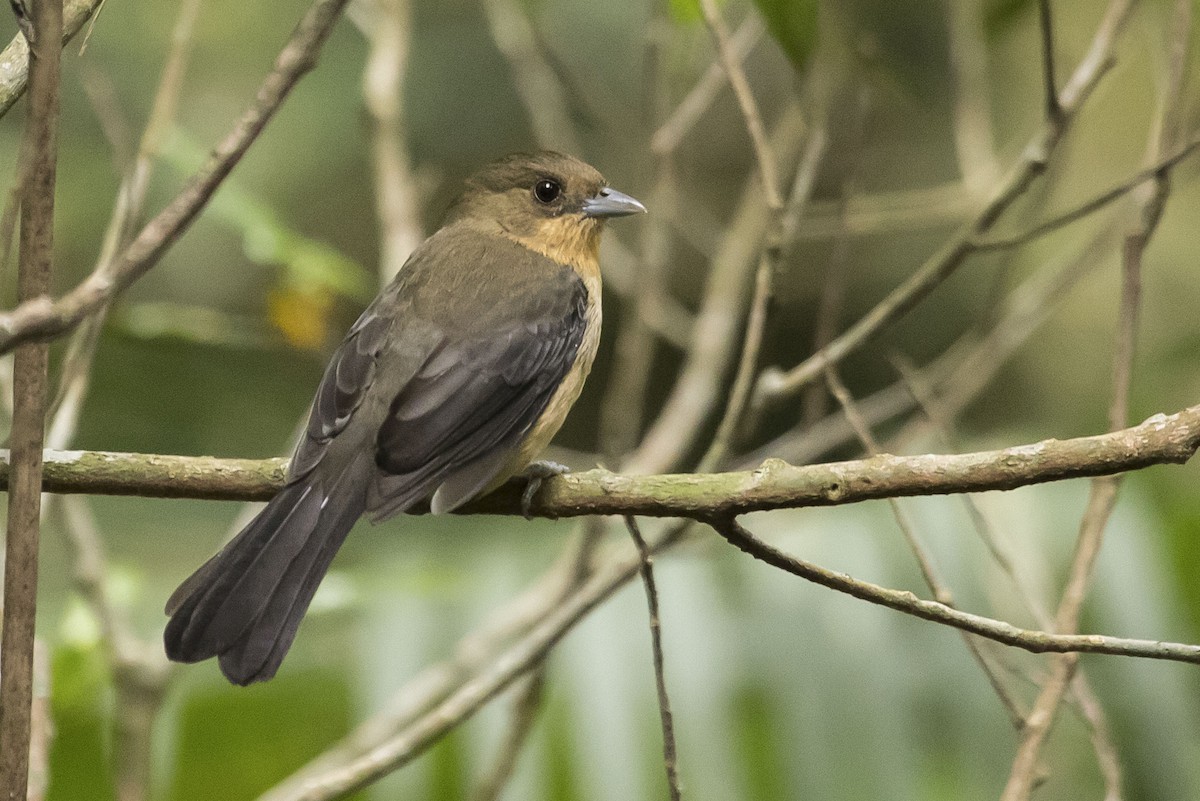 Black-goggled Tanager - Claudio SOUZA