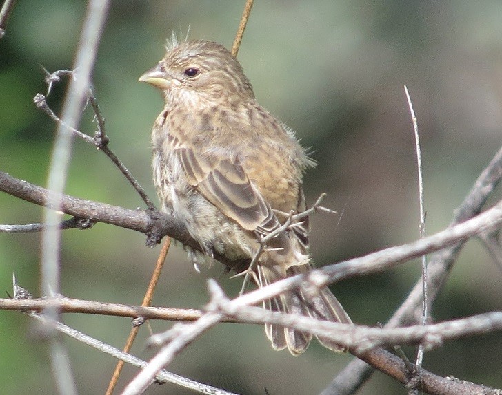 House Finch - ML24033471