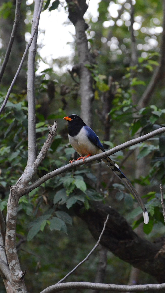 Red-billed Blue-Magpie - ML240334941