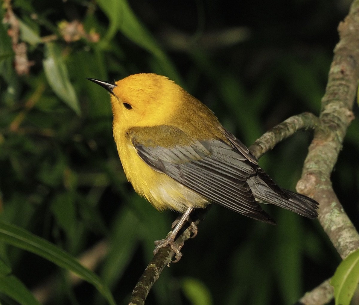Prothonotary Warbler - ML240336891