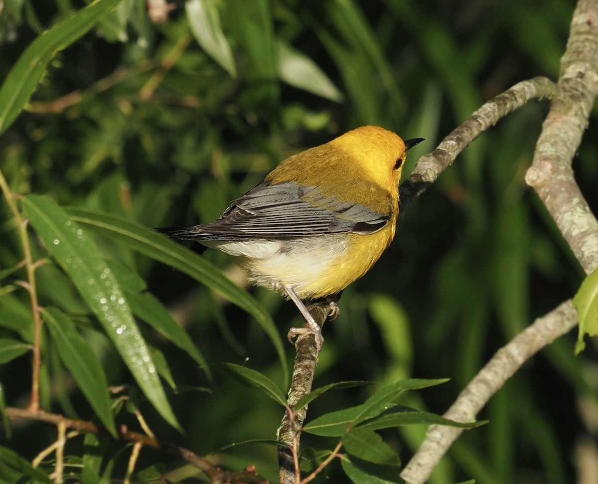 Prothonotary Warbler - ML240336901