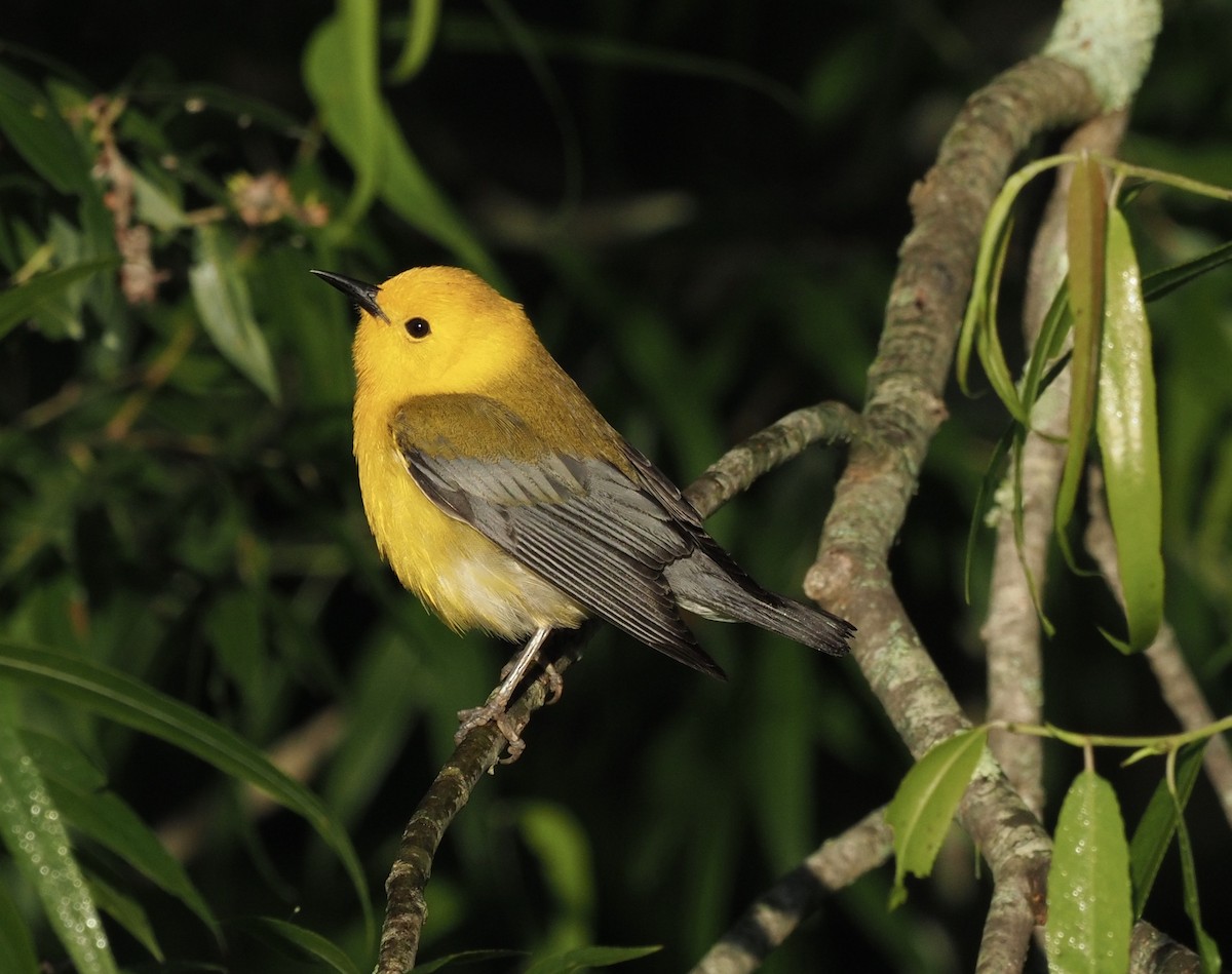 Prothonotary Warbler - ML240336911