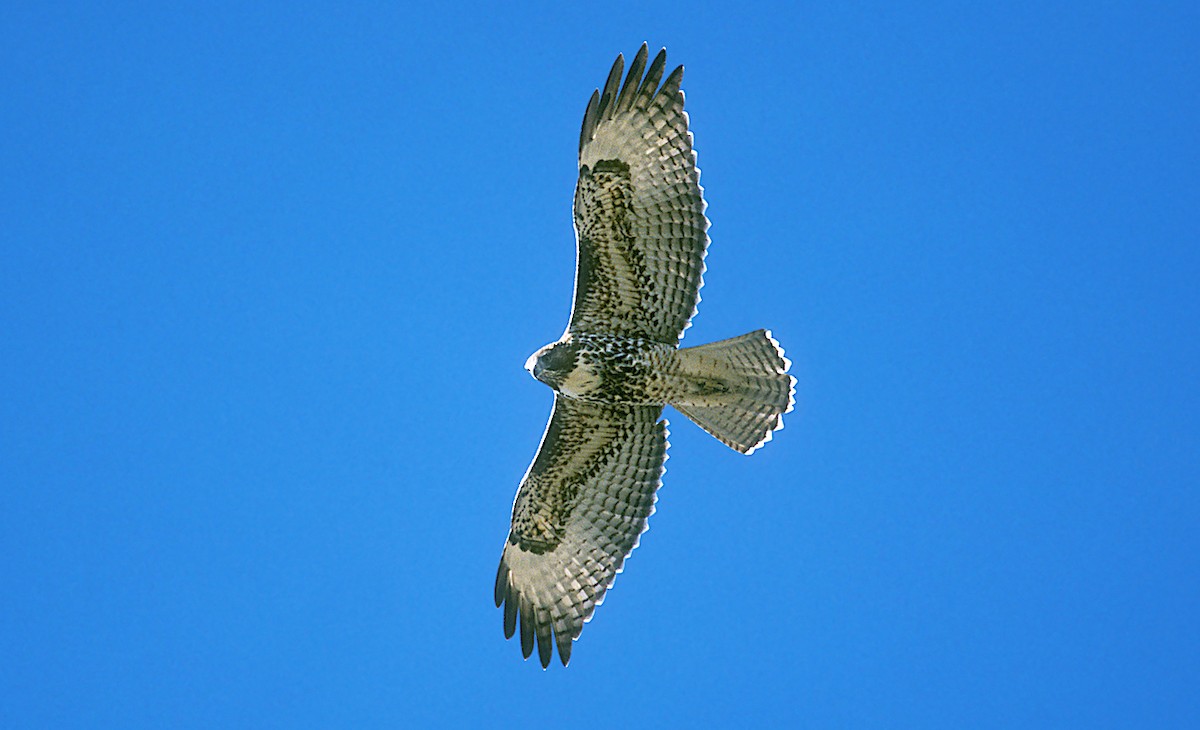 Red-tailed Hawk (calurus/alascensis) - Jerry Liguori