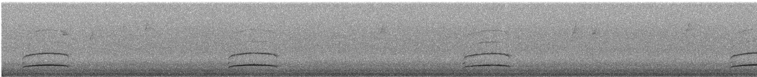Темноголовый миарх (nigriceps/atriceps) - ML240340