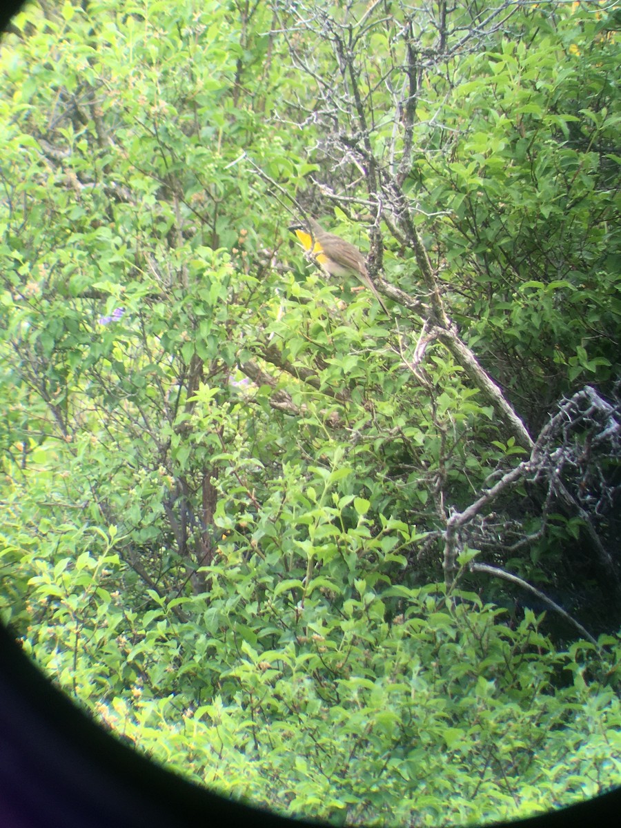 Yellow-breasted Chat - ML240340361