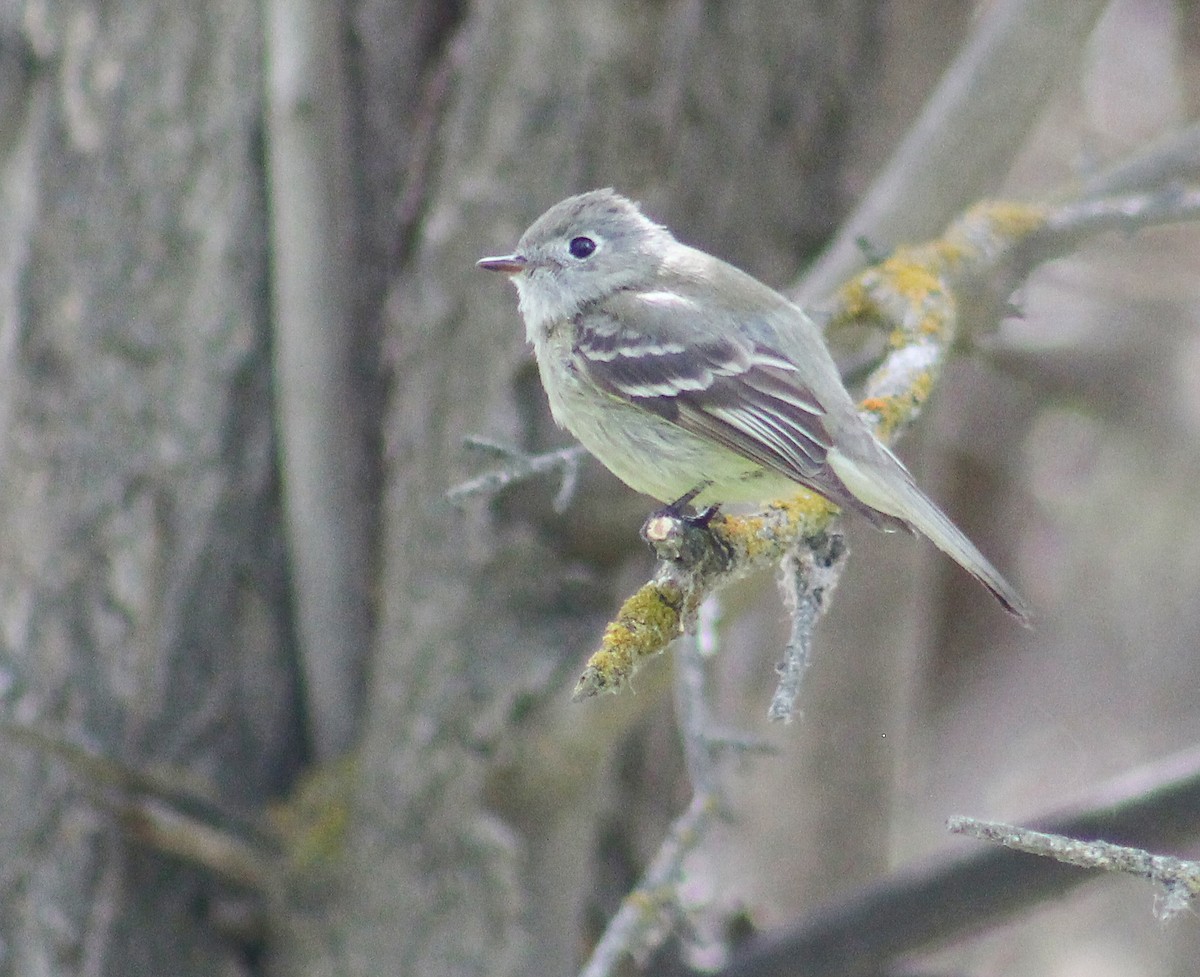 Hammond's Flycatcher - ML240340971